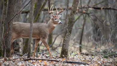 Whitetail Outfitters in Illinois