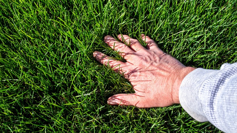 Why Is Healthy Bermuda Grass Ideal for Your Lawn